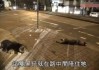 撞死条狗跑了，预兆与解梦解析
