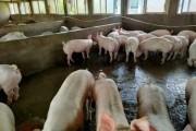 养猪与，利弊分析与选择建议
