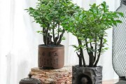 小院宜人，盆栽选择指南助您打造家居美景