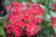 梦见花伞，解读周公解梦的智慧与启示