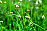 梦见花草漂亮，预示着什么？周公解梦解析