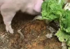 猪宝宝取名，传统文化与现代美学的结合