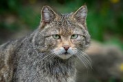 野猫进家门,解读其预兆与解梦意义 野猫进家门,解读其预兆与解梦意义