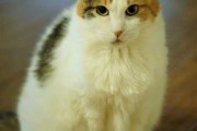猫踩车，解读这个神秘的预兆与解梦符号