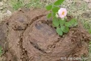 解的牛粪，解读家中牛粪的象征意义