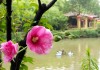 佛堂养植，植物与的和谐共处之道