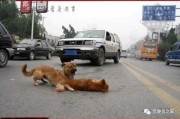 高速上撞死狗，一场关于生命与责任的