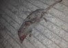 梦见打死臭鼬，预兆与解梦全解析