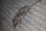 梦见打死臭鼬，预兆与解梦全解析