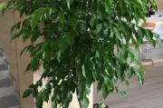 家养招财树，寓意与解析