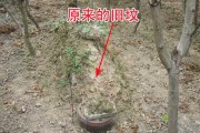 祖坟向什么方向好