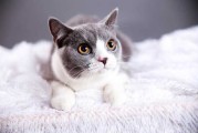猫叫声真的能测吉凶吗？科学与迷信的交锋