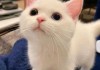 猫咪宝宝取名字的那些事儿
