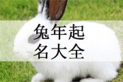 兔子宝宝名字黄字取名技巧，让小兔子更可爱
