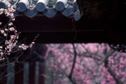 前门种月季，大不同