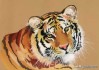 壬寅年生肖鼠运势解析，Tiger vs Mouse
