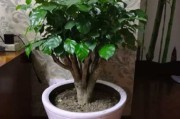 家中布局，选择种植哪些树木最旺家运