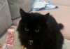 的拾猫，解读与启示
