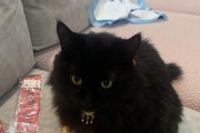 的拾猫，解读与启示