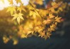 2019蛇年运势解析，事业与健康的新机遇