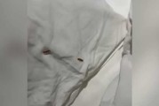 床上有虫爬，揭秘床铺问题及解决之道
