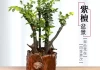 小叶紫檀种植方位，最佳种植区域与布局建议
