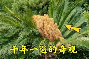 种铁树的最佳时机错过？巧妙应对，让铁树在非吉时也能茁壮成长