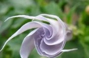 十二星座与花语，浪漫背后的星座偏好