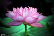 莲花山求签地点，传统与现代的交汇