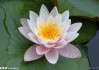 莲花山求签，传统智慧与现代生活的 bridge