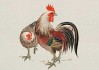 1957生肖鸡2019年运势解析，鸡年人的机遇与