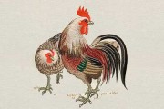 1957生肖鸡2019年运势解析，鸡年人的机遇与
