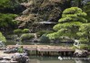 小院养松树好
