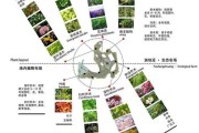侧墙布局，挑选适宜植物，提升家居运势