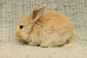 8月23日生肖兔运势，兔年金牛座的贵人运与自我提升