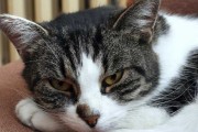 猫追鹊，解读其象征意义与解梦启示