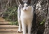 猫咪摸手算命，解读生命中的神秘信号