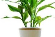 富贵竹摆放指南，助你家中财运亨通、生机盎然