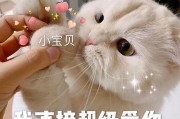 自己来的猫，带来与和谐