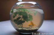 了解鱼，选择适合的方位，提升家中运势