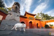 白马寺求签，一场跨越的灵性之旅