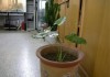 一、封门口放植物
