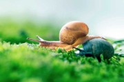 蜗牛名字吉凶，从科学到艺术，探索生命的意义