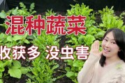 家庭种菜讲究，科学与艺术的结合