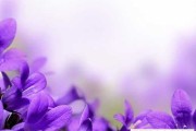 梦见花石头，揭秘梦境中的神秘预兆与深层含义