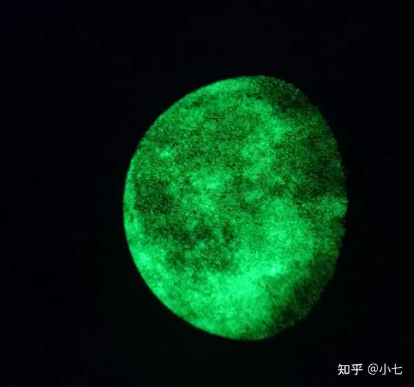 梦见熊掌，解读梦境中的神秘食物,象征,事业,挑战,第1张