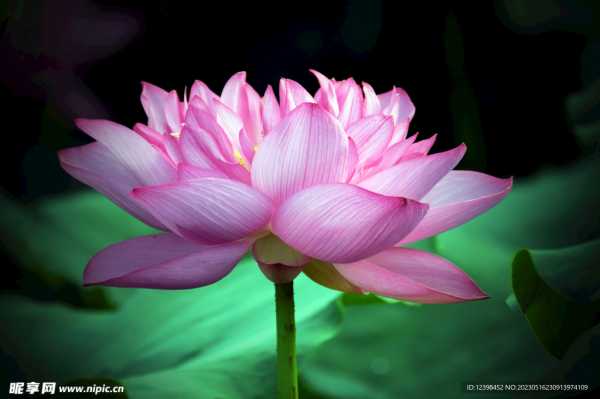 莲花山求签地点，传统与现代的交汇,象征,挑战,传统与现代,第1张