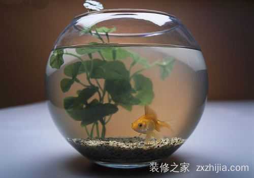 家养鱼类考量，选择与布局建议,气场,风水,第1张