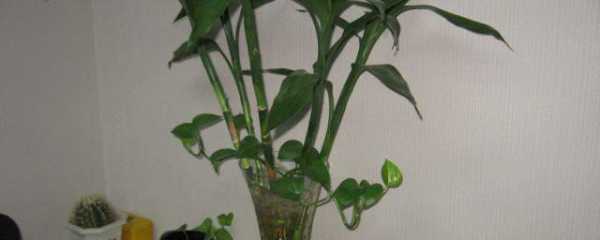 新居养植要，植物选择很重要,象征,事业,气场,第1张