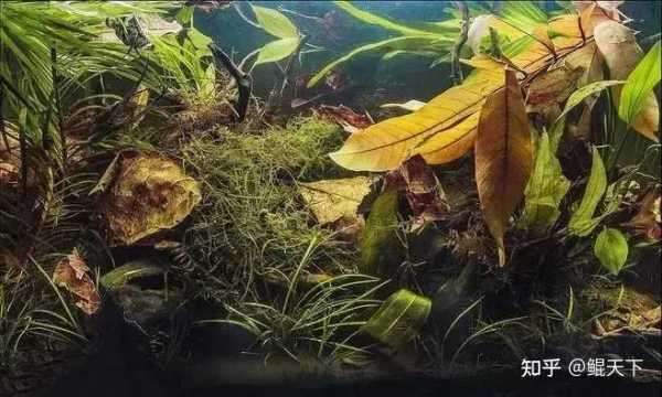 家庭养鱼多,象征,注意事项,第1张